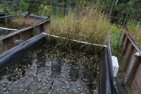 This mesocosm used by the Center for the Environmental Implications of Nanotechnology is basically a small, self-contained ecosystem with embedded sensors that is used to study how nanoparticles interact with all aspects of a natural system.
CREDIT: Duke University