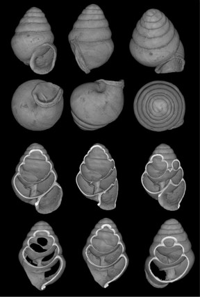This image shows inside and outside views of Koreozospeum nodongense holotype.

Credit: Dr. Adrienne Jochum