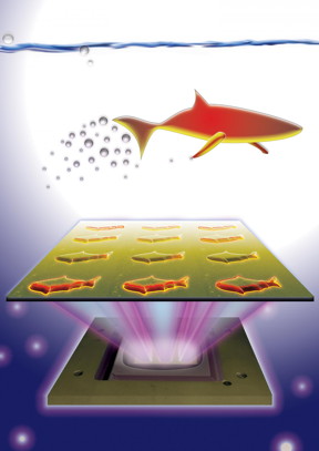 3-D-printed microfish contain functional nanoparticles that enable them to be self-propelled, chemically powered and magnetically steered. The microfish are also capable of removing and sensing toxins.
CREDIT: J. Warner, UC San Diego Jacobs School of Engineering.