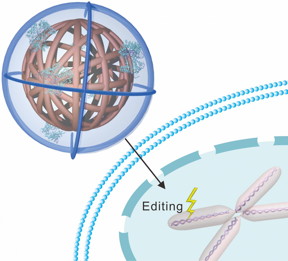 When the nanoclew comes into contact with a cell, the cell absorbs the nanoclew completely -- swallowing it and wrapping it in a protective sheath called an endosome. But the nanoclews are coated with a positively charged polymer that breaks down the endosome, setting the nanoclew free inside the cell. The CRISPR-Cas9 complexes can then free themselves from the nanoclew to make their way to the nucleus.
CREDIT: North Carolina State University