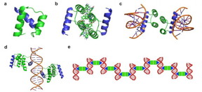 Design strategy of protein-DNA nanowires. The protein-DNA nanowire is self-assembled with a computationally designed protein homodimer and a double-stranded DNA with the protein binding sites properly arranged.
CREDIT: Yun (Kurt) Mou, Jiun-Yann Yu, Timothy M. Wannier, Chin-Lin Guo and Stephen L. Mayo/Caltech