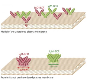 Researchers previously assumed that receptors such as the antigen receptors of class Immunoglobulin M and Immunoglobulin D are freely diffusing and equally distributed molecules on the membrane (image above). However, the new study shows that these antigen receptors are organized in different membrane compartments, also called 'protein islands', with diameters of 150-200 nanometers (image below). This finding is another indication that, at nanoscale distance, the proteins on cellular membranes are highly organized.
CREDIT: Research Group Reth/BIOSS