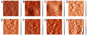 The diversity of corneal nanostructural patterns among arthropod groups: (AandB) Corneal nanostructures of Trichoptera. Merged as well as undersized nipples in an irregular nipple array of the Phryganeidaefamily (A) and maze-like nanocoating of the Limnephilidae family (B). (C) Clearly expressed parallel strands in a true spider. (D) Dimpled nanopattern of an earwig (Dermaptera). (E) Nipples merging into maze on stonefly (Plecoptera) corneae. (FandG) Merging of individual Dipteran nipples into parallel strands and mazes: full merging of nipples into strands and mazes on the entire corneal surface in Tabanidae (F); partial merging of nipples in the center of Tipulidae cornea into elongated protrusions and then complete fusion into an array of parallel strands near the ommatidial edge (G). (H) Merging of individual burrows and dimples into a maze-like structure on bumblebee (Apidae, Hymenoptera) corneae. All image dimensions are 55μm, except forH, which is 33μm. Surface height in nanometers is indicated by the color scale shown next to 2-D images.
CREDIT: Artem Blagodatsky et al