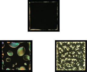 These magnified images show how untreated liquid crystals (top) respond to the human islet amyloid peptide (lower right), which forms aggregates and is involved in diabetes; and rat islet amyloid (lower left), which does not aggregate. The actual width of these panels is 280 microns, approximately the diameter of several human hairs lying side by side.

Credit: Sadati and others, Advanced Functional Materials
