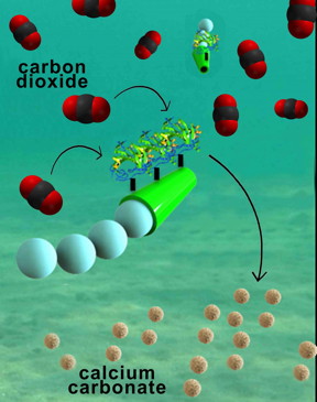 Nanoengineers have invented tiny tube-shaped micromotors that zoom around in water and efficiently remove carbon dioxide. The surfaces of the micromotors are functionalized with the enzyme carbonic anhydrase, which enables the motors to help rapidly convert carbon dioxide to calcium carbonate.
CREDIT: Laboratory for Nanobioelectronics, UC San Diego Jacobs School of Engineering