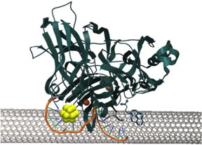 Gold nanoclusters (~1 nm) are efficient mediators of electron transfer between co-self-assembled enzymes and carbon nanotubes in an enzyme fuel cell. The efficient electron transfer from this quantized nano material minimizes the energy waste and improves the kinetics of the oxygen reduction reaction, toward a more efficient fuel cell cycle.
CREDIT: Los Alamos National Laboratory
