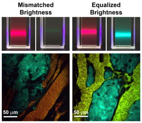 Left: Conventional fluorescent materials like quantum dots and dyes have mismatched brightness between different colors. When these materials are administered to a tumor (shown below) to measure molecular concentrations, the signals are dominated by the brighter fluorophores. Right: New brightness-equalized quantum dots that have equal fluorescence brightness for different colors. When these are administered to tumors, the signals are evenly matched, allowing measurement of many molecules at the same time.
CREDIT: University of Illinois