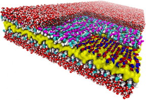 Snakes on a plane: this atomic-resolution simulation of a two-dimensional peptoid nanosheet reveals a snake-like structure never seen before. The nanosheet's layers include a water-repelling core (yellow), peptoid backbones (white), and charged sidechains (magenta and cyan). The right corner of the top layer of the nanosheet has been "removed" to show how the backbone's alternating rotational states give the backbones a snake-like appearance (red and blue ribbons). Surrounding water molecules are red and white.
CREDIT: Ranjan Mannige, Berkeley Lab
