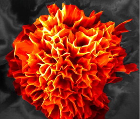 This is a digitally-colored microflower magnified 20,000 times.
CREDIT: RMIT University