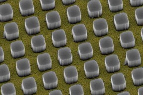 Silicon pillars emerge from nanosize holes in a thin gold film. The pillars funnel 97 percent of incoming light to a silicon substrate, a technology that could significantly boost the performance of conventional solar cells.
CREDIT: Vijay Narasimhan, Stanford University
