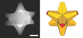 A scanning electron transmission microscope image shows an octopod, left, created at Rice University that has both plasmonic and catalytic abilities. At right is an illustration of the octopod, which has a gold core and a gold-palladium alloy surface. The scale bar is 50 nanometers.
CREDIT: Ringe Group/Rice University