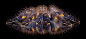 This is a critically endangered gooty sapphire ornamental tarantula and its reflection.
CREDIT: Michael Kern/www.thegardensofeden.org