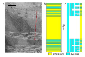 A transmission electron microscope image of ribbonfish skin shows random arrangements of crystalline quinine embedded in cytoplasm (a). The arrangement of crystal layers reflects light across a broad spectrum. The cytoplasm and crystal layers are reproduced in (b) -- red dotted line (5 mm scale bar) and then turned into a fractal pattern with random changes introduced in (c).
CREDIT: Werner Group/Penn State