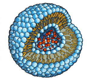 The drug molecules (red) are embedded in a water-filled cavity inside of the phospholipid vesicle.
CREDIT: University of Basel/University of Fribourg