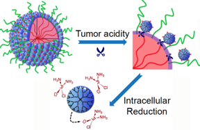 The particles start out relatively large (100 nm) to enable smooth transport into the tumor through leaky blood vessels.

Then, in acidic conditions found close to tumors, the particles discharge bomblets just 5 nm in size. Inside tumor cells, a second chemical step activates the platinum-based drug cisplatin.

Credit: Emory Health Sciences