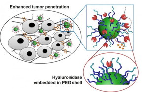 This unique drug delivery strategy involves the decoration of nanovehicles with enzymes known to break down hyaluronic acid.
CREDIT: Drexel University