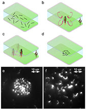 This graphic illustrates a system that uses a laser and electrical field to precisely position and align carbon nanotubes, representing a potential new tool for assembling sensors and devices out of the tiny nanotubes and nanowires. The two microscope images at the bottom show the nanotubes aligned (left) and returning to their random orientation after the electric field and laser were turned off. Purdue University image/Avanish Mishra and Steven Wereley