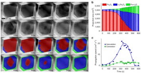 (a) Bright-field scanning transmission electron microscope image series, which shows the three phases of lithiation over a 600-second period. Below the black-and-white images in the top two rows are falsely colored images that enhance the visualization of the different phases: pure magnetite (red), lithiated magnetite (blue), and metallic ironlithium oxide composite (green). (b) The projected areas of the three phases in a single nanoparticle as a function of time. (c) The speeds of the intercalation and conversion reactions as functions of time.