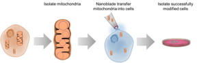 This diagram illustrates the process of transferring mitochondria between cells using the nanoblade technology.
CREDIT: Alexander N. Patananan