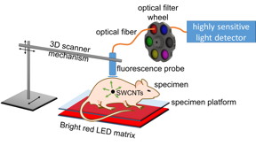 A new Rice University method for medical imaging uses strong light from an LED array and an avalanche photodiode detector to pinpoint the location of tumors that have been tagged by antibody-targeted carbon nanotubes. The method can detect fluorescence from single-walled carbon nanotubes (SWCNTs) through up to 20 millimeters of tissue.Credit: Weisman Lab/Rice University