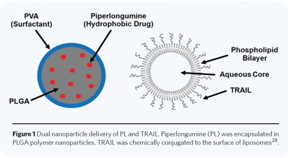 Piperlongumine (PL) was encapsulated in PLGA polymer nanoparticles. TRAIL was chemically conjugated to the surface of liposomes.
CREDIT: TECHNOLOGY