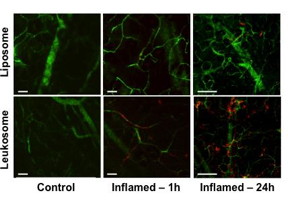 IVM images of inflamed-vasculature targeting. Compared with control liposomes, leukosomes showed a five-fold and eight-fold increase in accumulation at one hour and 24 hours after particles' injection, respectively.
CREDIT: Houston Methodist