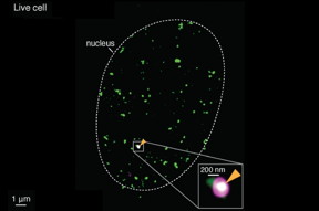By merging two super-resolved images of a single gene (magneta) and Pol II enzymes (green), scientists could see clusters of enzymes, as well as mRNA (white), forming on the same active gene, in live cells. 

Image courtesy of the researchers.