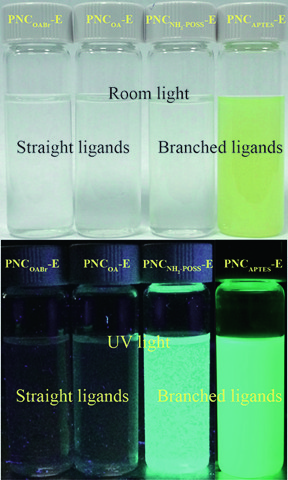 Perovskite nanocrystals (PNCs) dispersed in ethanol under room light and ultraviolet light show better stability of PNCs capped with branching ligands compared to those capped with straight ligands. Photos by Binbin Luo