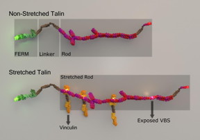 Talin stretching and stretch-induced vinculin binding.
CREDIT: Mechanobiology Institute, National University of Singapore