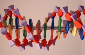 Each ribboning strand of DNA in our bodies is built from stacks of four molecular bases, shown here as blocks of yellow, green, blue and orange, whose sequence encodes detailed operating instructions for the cell. New research shows that tinkering with the order of these bases can also be used to tune the electrical conductivity of nanowires made from DNA.
CREDIT: Maggie Bartlett, NHGRI
