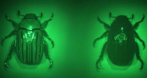 Imaging with the multispectral chiral lens forms two images of the beetle, Chrysina gloriosa, on the color camera. The left image was formed by focusing left-circularly polarized light reflected from the beetle and the right image was formed from right-circularly polarized light. The left-handed chirality of the beetle's shell can clearly be seen.
Image courtesy of the Capasso Lab/Harvard SEAS