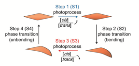 Schematic illustration of each step of the self-oscillatory motion. Credit: Ikegami T. et. al., Angewandte Chemie International Edition, May 19, 2016