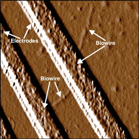 Synthetic biowire are making an electrical connection between two electrodes. Researchers led by microbiologist Derek Lovely at UMass Amherst say the wires, which rival the thinnest wires known to man, are produced from renewable, inexpensive feedstocks and avoid the harsh chemical processes typically used to produce nanoelectronic materials.
CREDIT: UMass Amherst