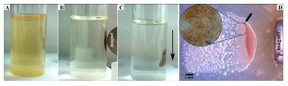 (a,b) Targeted movement of magnetic cells was facilitated by external magnetic field (in liquid media); (c) sedimentation of magnetically concentrated cells; (d) targeted movement and growth of magnetic cells on solid surface (inset shows a higher-magnification view of cells arranged on the surface).
CREDIT: From the research article.