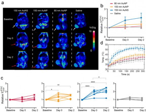 The images show PET scans of a mouse with a large tumor (by the white arrow). The tumor is treated with nanoparticles, which are injected directly into the tumor and are then flashed with near infrared laser light. The laser light heats the nanoparticles, thus damaging or killing the cancer cells (red arrows).
Credit: Kamilla Nrregaard and Jesper Tranekjr Jrgensen, Panum Inst.