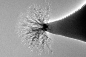The tree-like formations in this molten salt formed under the high-radiation of a transmission electron microscope beam; the jet of ions from the material could serve as a thruster for a nanosatellite
CREDIT: Michigan Tech, Kurt Terhune