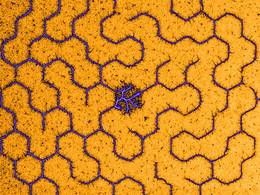 Labyrinth of condensed DNA molecules.Photo: G. Pardatscher / TUM