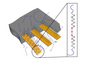 The cantilever on the left bears the recognition sequence for the target mutation. If this is present in the sample being tested, the corresponding segment of RNA binds to the cantilever, causing the latter to bend. This can be measured, providing clear evidence that the genetic change is present.

Image: University of Basel, Department of Physics