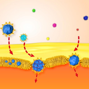 Lipid-covered hydrophobic gold nanoparticles cross the membrane.
CREDIT
URV