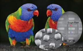 Researchers tested a new technique for printing and imaging in both color and infrared with this image of a parrot. The inlay shows how a simple RGB color scheme was created by building rectangles of varying lengths for each of the colors, as well as individual nanocubes on top of a gold film that create the plasmonic element.
CREDIT
imageBROKER / Alamy Stock Photo