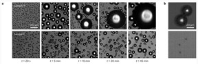 The series of optical microscope images (a) show the patterns formed by the condensation of water from a supersaturated atmosphere on surfaces textured with nanocylinders (top row) and nanocones (bottom row) throughout a 45-minute period. Both textures start out covered with microdroplets, but the cylindrical texture shows large droplets forming over time that stick to the surface. In contrast, the conical texture resists dew formation because the water droplets are so lightly adhered to the surface that, when two drops join together (b, top), they gain enough energy to spontaneously jump off the surface (b, bottom).
