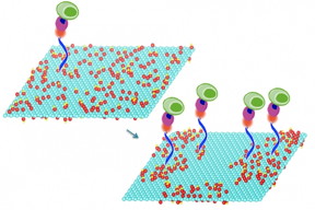 Mild heating of graphene oxide sheets makes it possible to bond particular compounds to the sheets surface, a new study shows. These compounds in turn select and bond with specific molecules of interest, including DNA and proteins, or even whole cells. In this image the treated graphene oxide on the right is nearly twice as efficient at capturing cells as the untreated material on the left.

Courtesy of the researchers