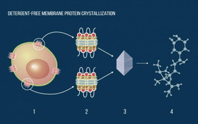 Membrane proteins in a cell membrane (1). The same proteins (2) embedded in nanodiscs and stabilized in a water solution by a specially engineered protein belt. A protein crystal (3). Molecular structure (4) obtained by X-ray crystallography. This structure can be used to discover new drugs or introduce beneficial mutations into the protein.
CREDIT
MIPT Press Office