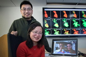 Jun Wang (sitting), Christopher Eng (standing), Jiajun Wang (left, laptop screen), and Liguang Wang of Brookhaven National Laboratory used transmission x-ray microscopy combined with spectroscopy to produce the colored maps shown on the large screen. These maps reveal the structural expansion (and the resulting cracks/fractures) and chemical composition changes that occur as sodium ions (Fe, green) are added to and removed from iron sulfide (FeS, red) during the battery's first discharge/charge cycle. The pristine iron sulfide (box in upper left) does not return to its original state after this cycle, as some sodium ions remain trapped in the core (box in lower right). As a result, there is an initial loss in battery capacity.
CREDIT
Brookhaven National Laboratory