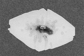 This scanning electron microscope (SEM) image shows a typical zeolite nanosheet.
CREDIT
University of Minnesota