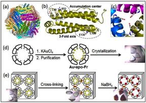 Figure. Structure, metal immobilization, and chemical reaction inside a ferritin crystal. 
(a) Structure of the 24-mer ferritin molecule; (b) a ferritin monomer with the metal-binding sites; (c) a symmetric 3-fold axis channel; (d) preparation and crystallization of Au-containing ferritin; (e) cross-linking of the ferritin crystal and reduction of Au ions (yellow circles) into Au(0) atoms which form nanoclusters (brown particles). 