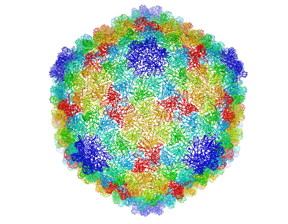 Complete capsid of bacteriophage P22 generated with validated atomic models that were derived from a high-resolution cryo-electron microscopy density map.
CREDIT
C. Hryc and the Chiu Lab, Baylor College of Medicine