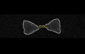 These are gold nanoparticles chemically guided inside the hot-spot of a larger gold bow-tie nanoantenna.
CREDIT
E Cortes et al, 2017