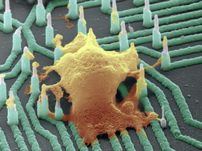 This is a colorized SEM image of a neuron (orange) interfaced with the nanowire array.
CREDIT
Integrated Electronics and Biointerfaces Laboratory, UC San Diego