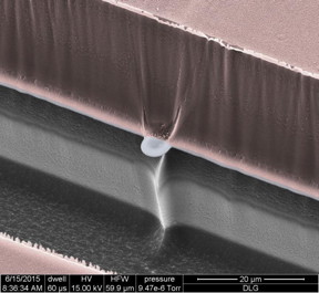 A scanning electron micrograph shows a nano-SPEAR suspended midway between layers of silicon (grey) and photoresist material (pink) that form a recording chamber for immobilized nematodes. The high-throughput technology developed at Rice University can be adapted for other small animals and could enhance data-gathering for disease characterization and drug interactions.
CREDIT
Robinson Lab/Rice University